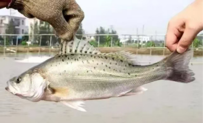 白蕉海鲈。图源：珠海蓝色发布