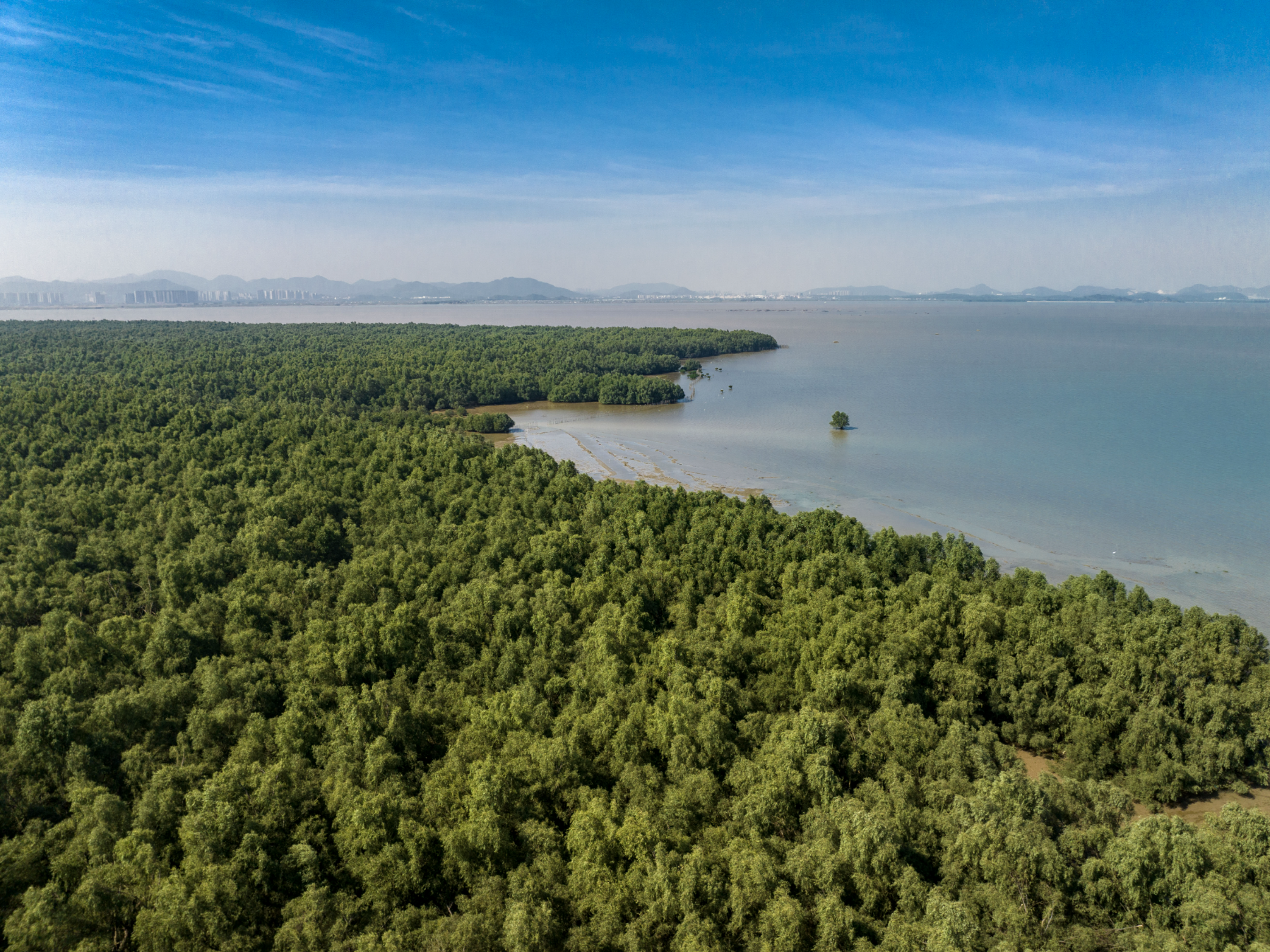 红树林湿地。 红树林湿地。