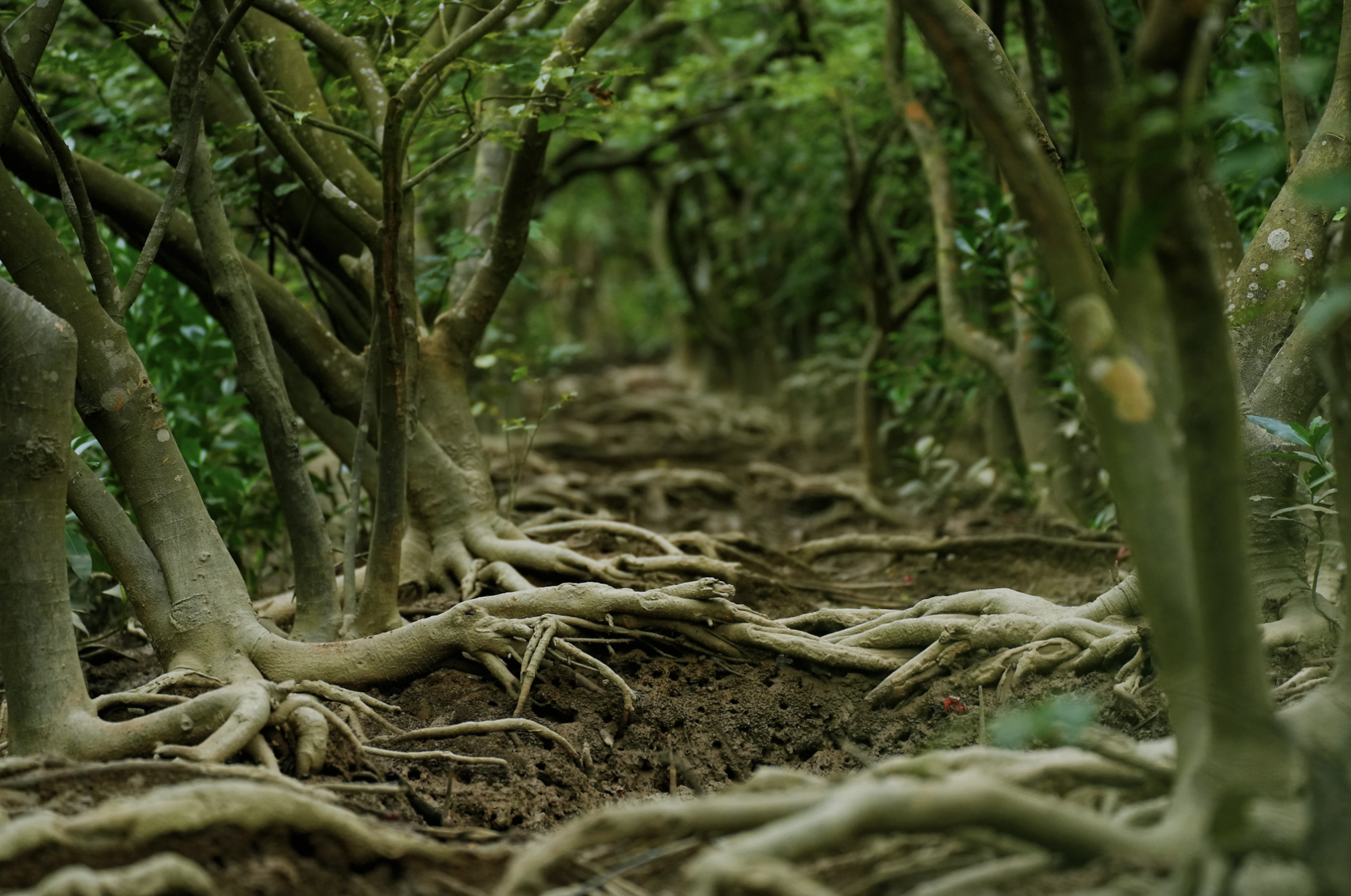 红树林气生根盘结滩涂。南方日报、南方+记者 钱文攀 摄 红树林气生根盘结滩涂。南方日报、南方+记者 钱文攀 摄