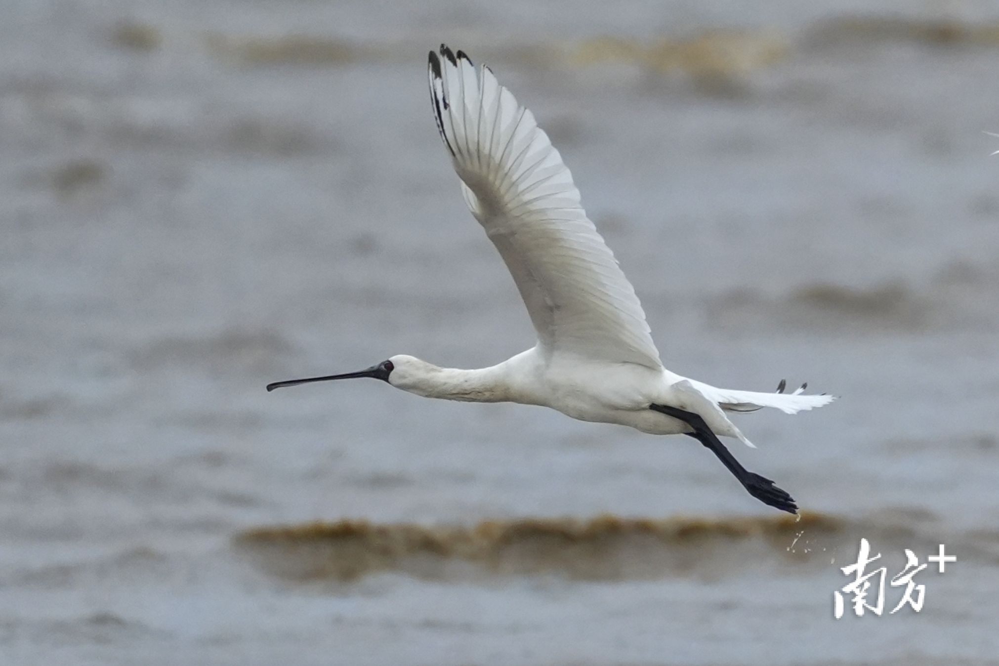 黑脸琵鹭翩跹而至。南方日报、南方+记者 钱文攀 摄 黑脸琵鹭翩跹而至。南方日报、南方+记者 钱文攀 摄