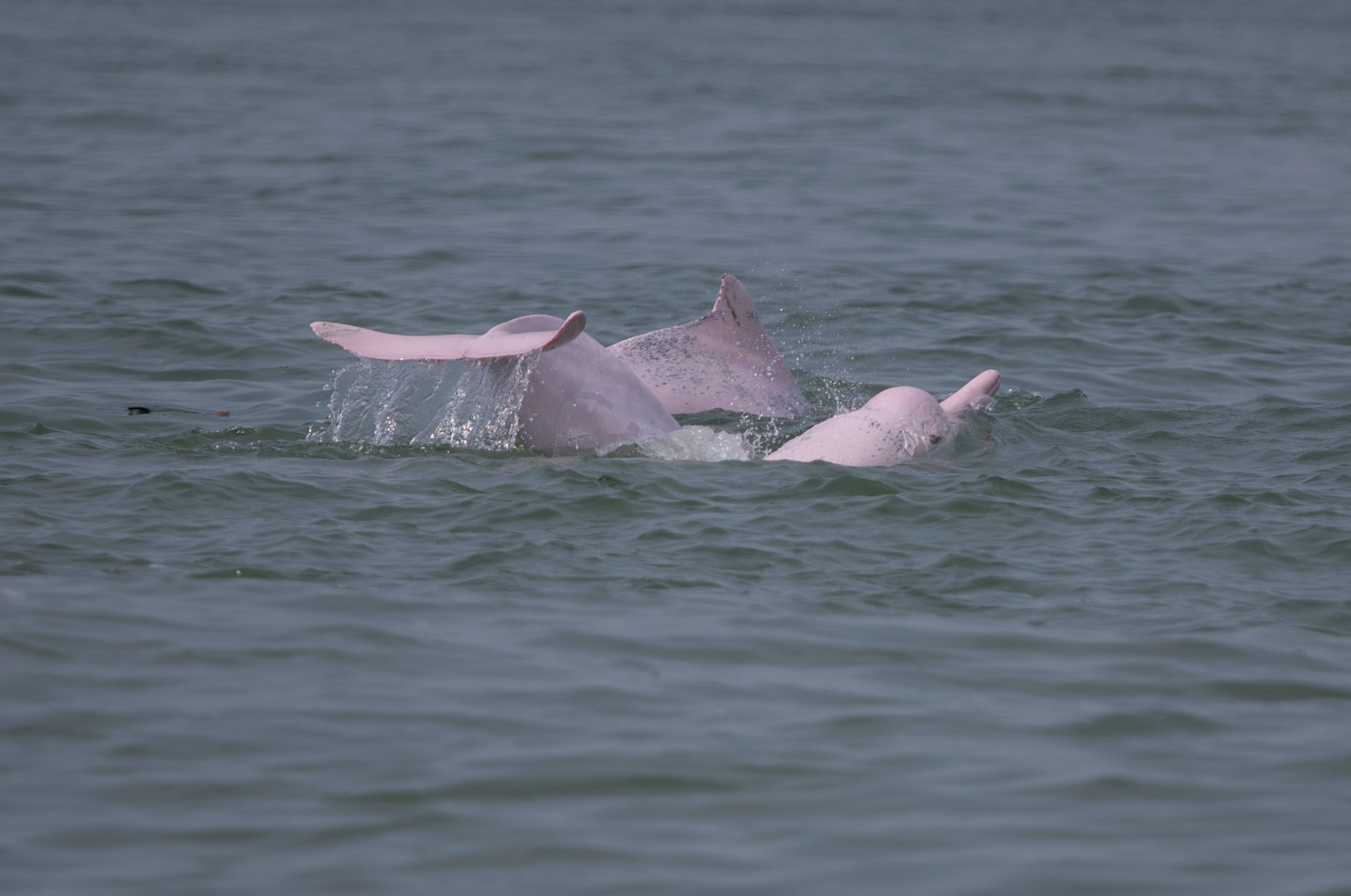 中华白海豚在珠江出海口栖息。南方日报、南方+记者 钱文攀 摄 中华白海豚在珠江出海口栖息。南方日报、南方+记者 钱文攀 摄