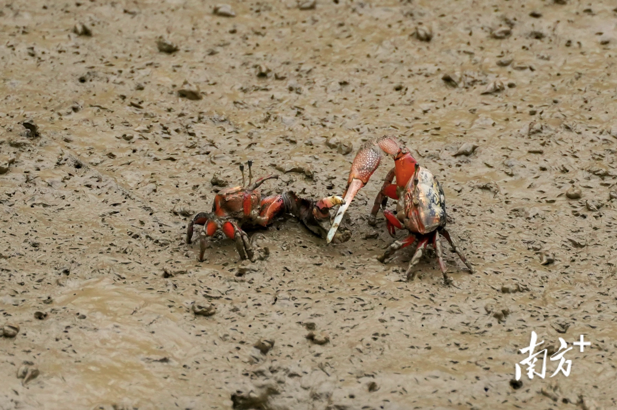 潮蟹挥舞着大小不一的螯角,为了领地“大打出手”。南方日报、南方+记者 钱文攀 摄 潮蟹挥舞着大小不一的螯角,为了领地“大打出手”。南方日报、南方+记者 钱文攀 摄