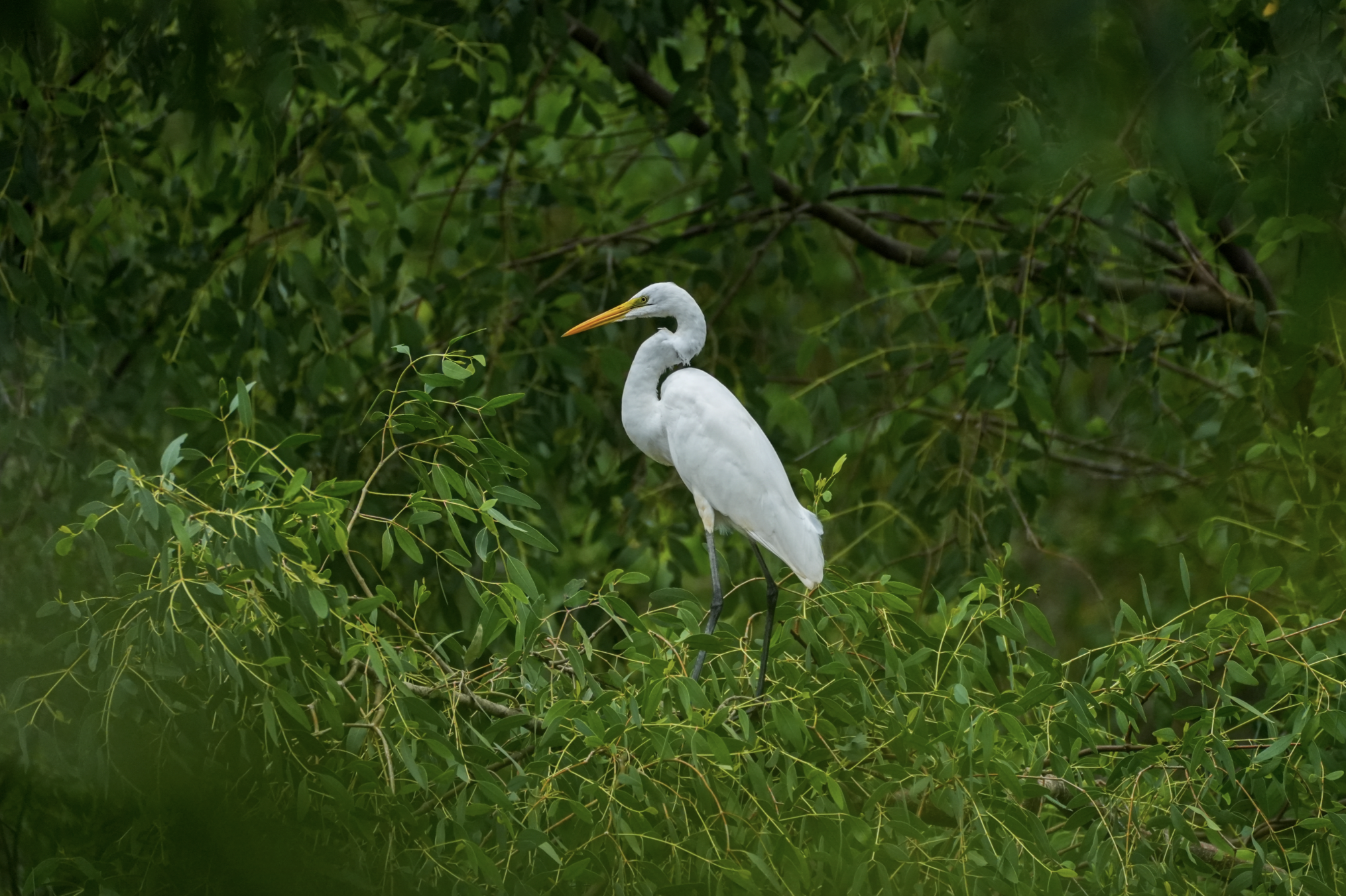 白鹭在红树林里栖息。南方日报、南方+记者 钱文攀 摄 白鹭在红树林里栖息。南方日报、南方+记者 钱文攀 摄