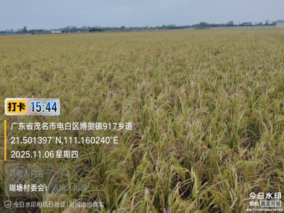 风吹稻浪好“丰”景，茂名滨海新区约4万亩秋稻收割超八成