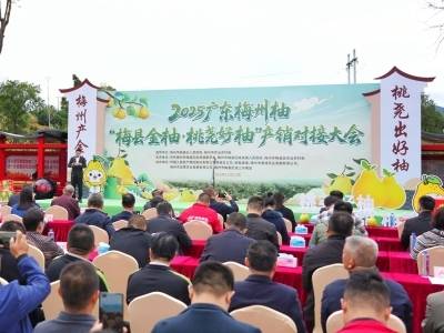 “柚”来啦！“梅县金柚·桃尧好柚”产销对接大会火爆来袭