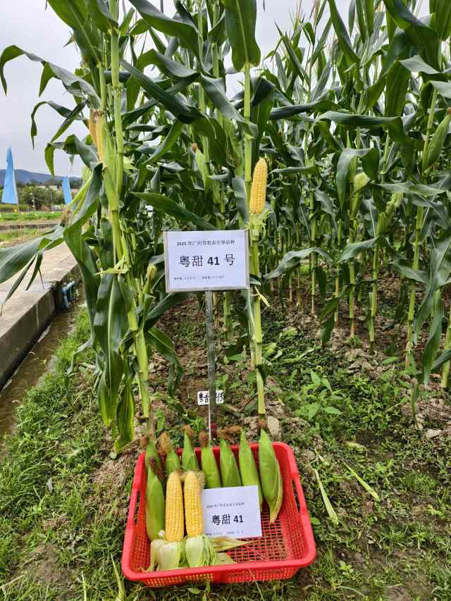粤甜41号玉米。