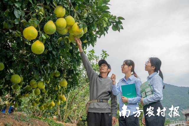活水润泽，柚见丰收！农行广东分行助力“小柚子”成富民兴村“大产业”