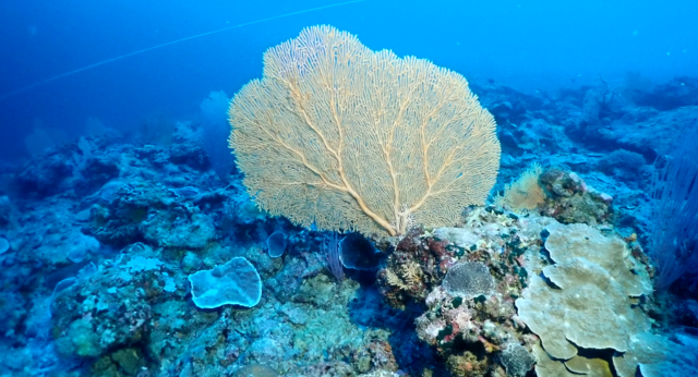 从海底挖“泥”是陈森华和他的团队日常的工作之一。 从海底挖“泥”是陈森华和他的团队日常的工作之一。