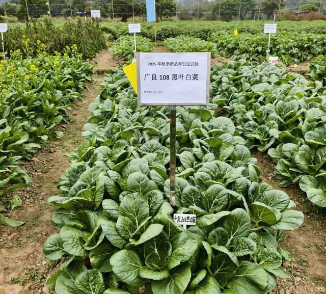 广良108黑叶白菜。