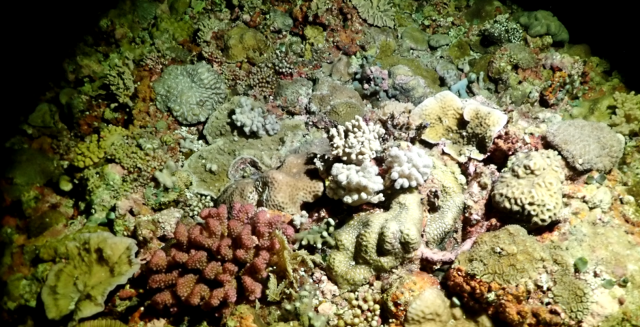 要从数之不尽的天然产物中筛取研发治疗特定疾病的药物,无异于大海捞针。 要从数之不尽的天然产物中筛取研发治疗特定疾病的药物,无异于大海捞针。