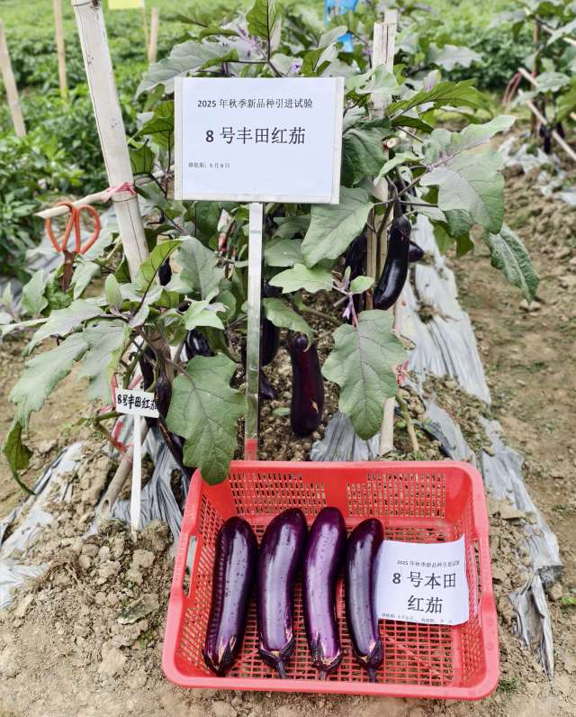 8号丰田红茄。