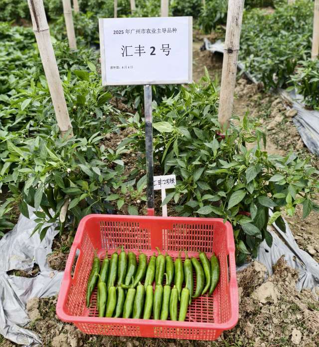 汇丰2号辣椒。
