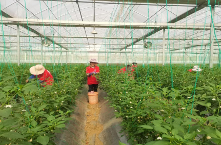 田阳区坡洪镇新建村蔬菜种植基地
