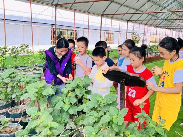 学生在肇庆高新区南山田园南药科研基地开展研学活动