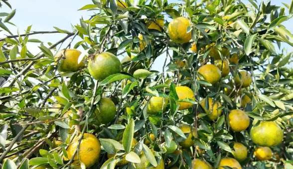 新会柑进入“二红柑”采摘旺季。 新会柑进入“二红柑”采摘旺季。