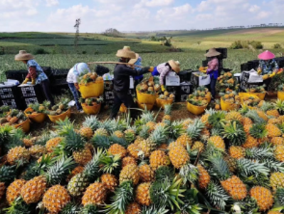 聚焦大湾区农交会｜“媒体+”解码粤西地标：山海相逢孕育南粤瑰宝