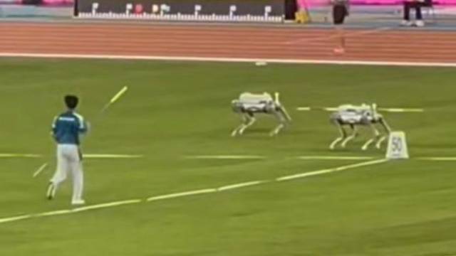 十五运会田径项目标枪比赛现场，机器狗灵活当运枪助手