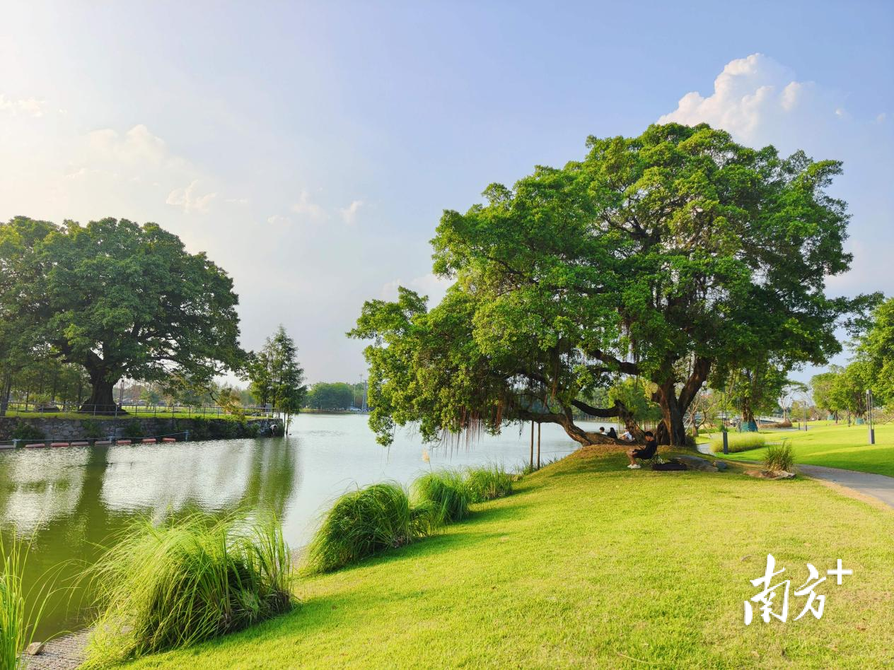 如今的西海大涌,已成为“三生融合”的品质滨水空间。佛山市顺德区以水兴城办供图 如今的西海大涌,已成为“三生融合”的品质滨水空间。佛山市顺德区以水兴城办供图