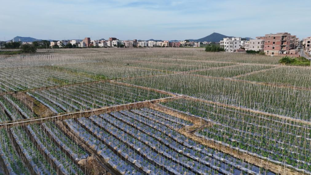 高州近23万亩冬种蔬菜长势良好。 高州近23万亩冬种蔬菜长势良好。