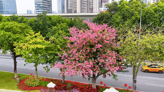 廣州，異木棉粉若云霞，與現代化的玻璃幕墻大廈、整齊的道路構成絕佳的城市風景。圖源：文明南沙