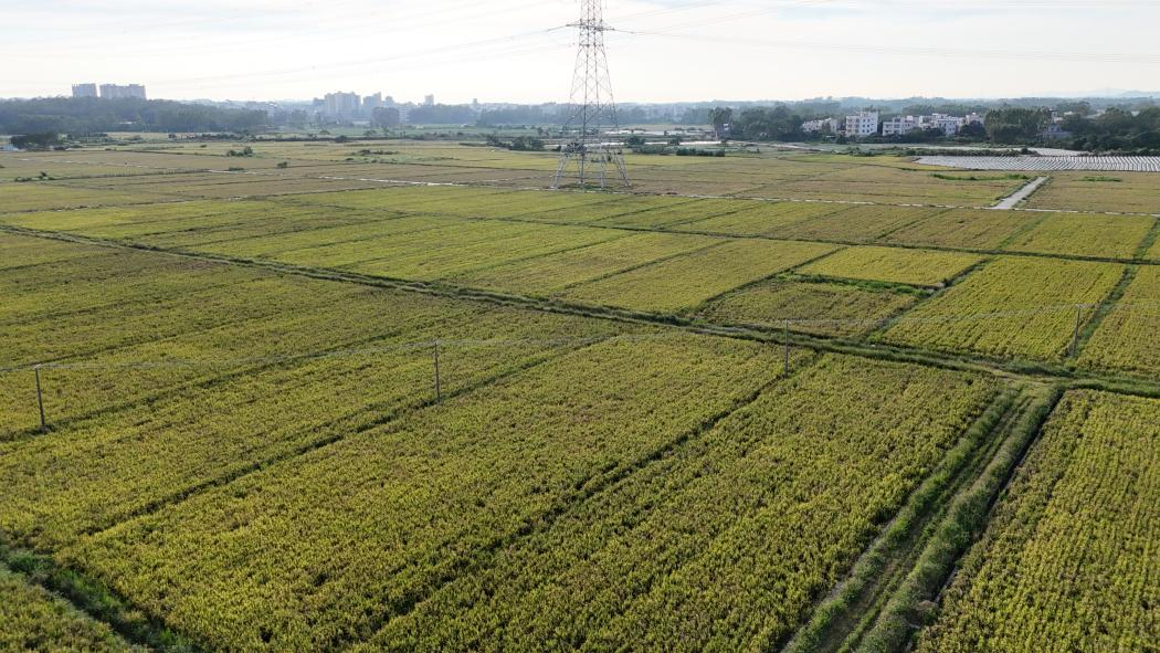 高州5万余亩冬种粮食长势良好。高州 高州5万余亩冬种粮食长势良好。端穩