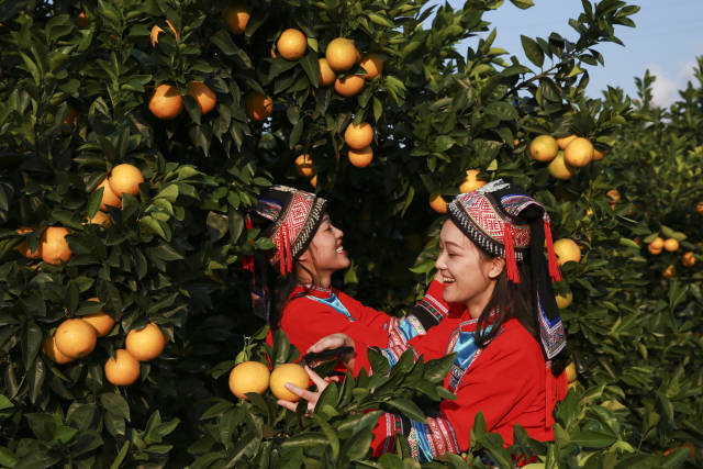 富川脐橙丰收。李成华/摄。