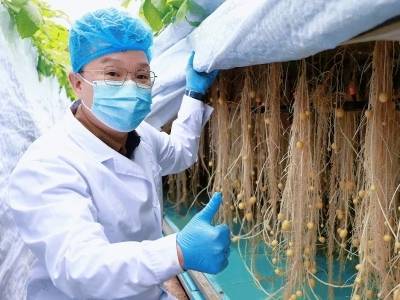 攥紧“种业芯片”破解“北薯南调”困局 | 乡村创客东源秀⑥