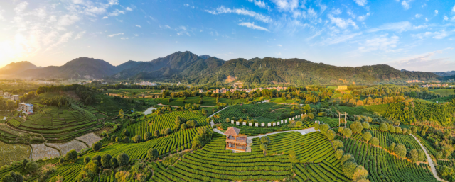 茶叶已成为昭平县特色优势农业支柱产业之一。