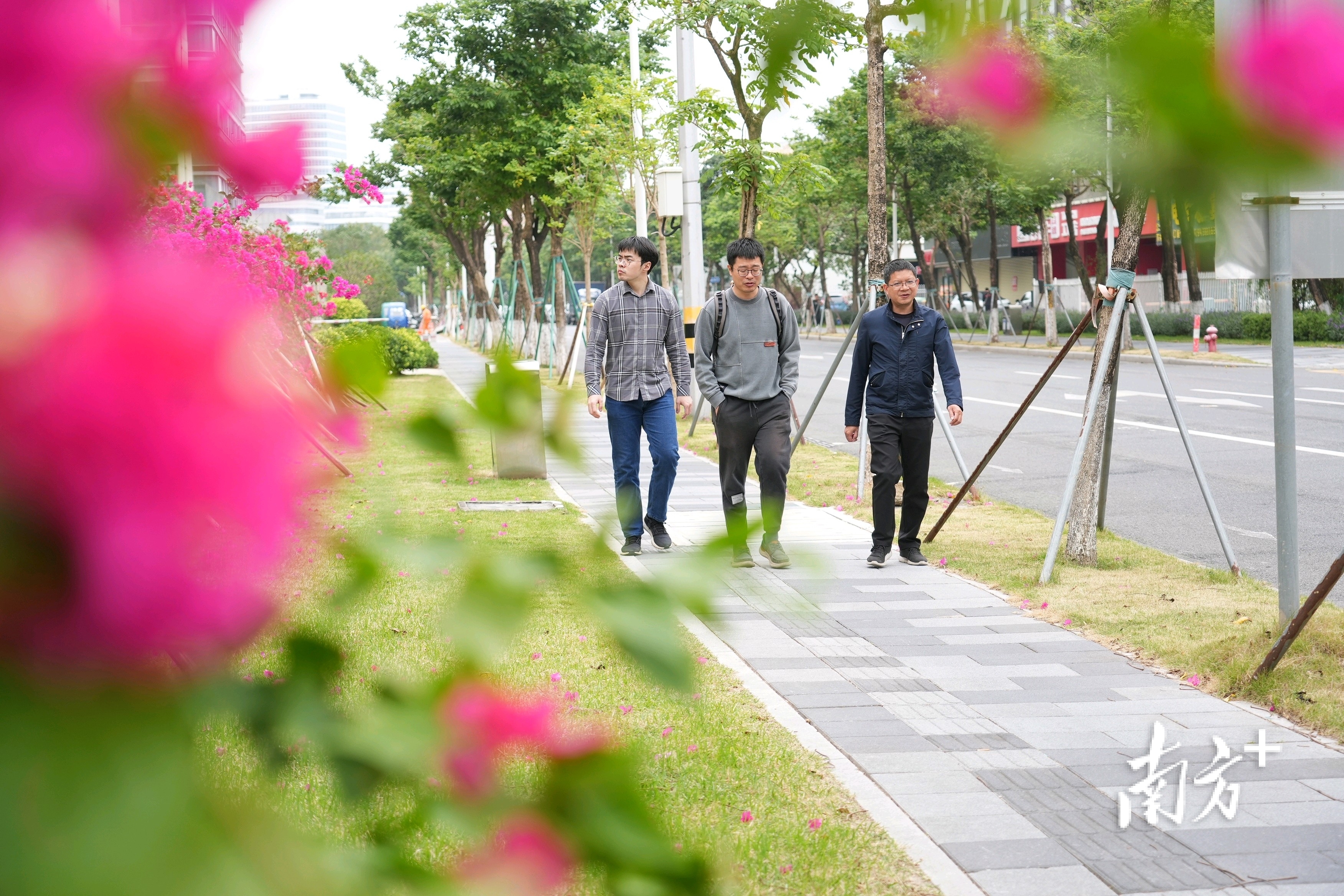 科技二路旁的三角梅开得正艳，路上行人好像在画中云游。&nbsp;