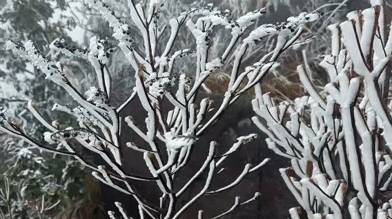 11月18日，清遠金子山迎來今年首場冰掛景觀，樹枝被冰層包裹，草叢披上水晶外衣。南方+記者 黃津 攝