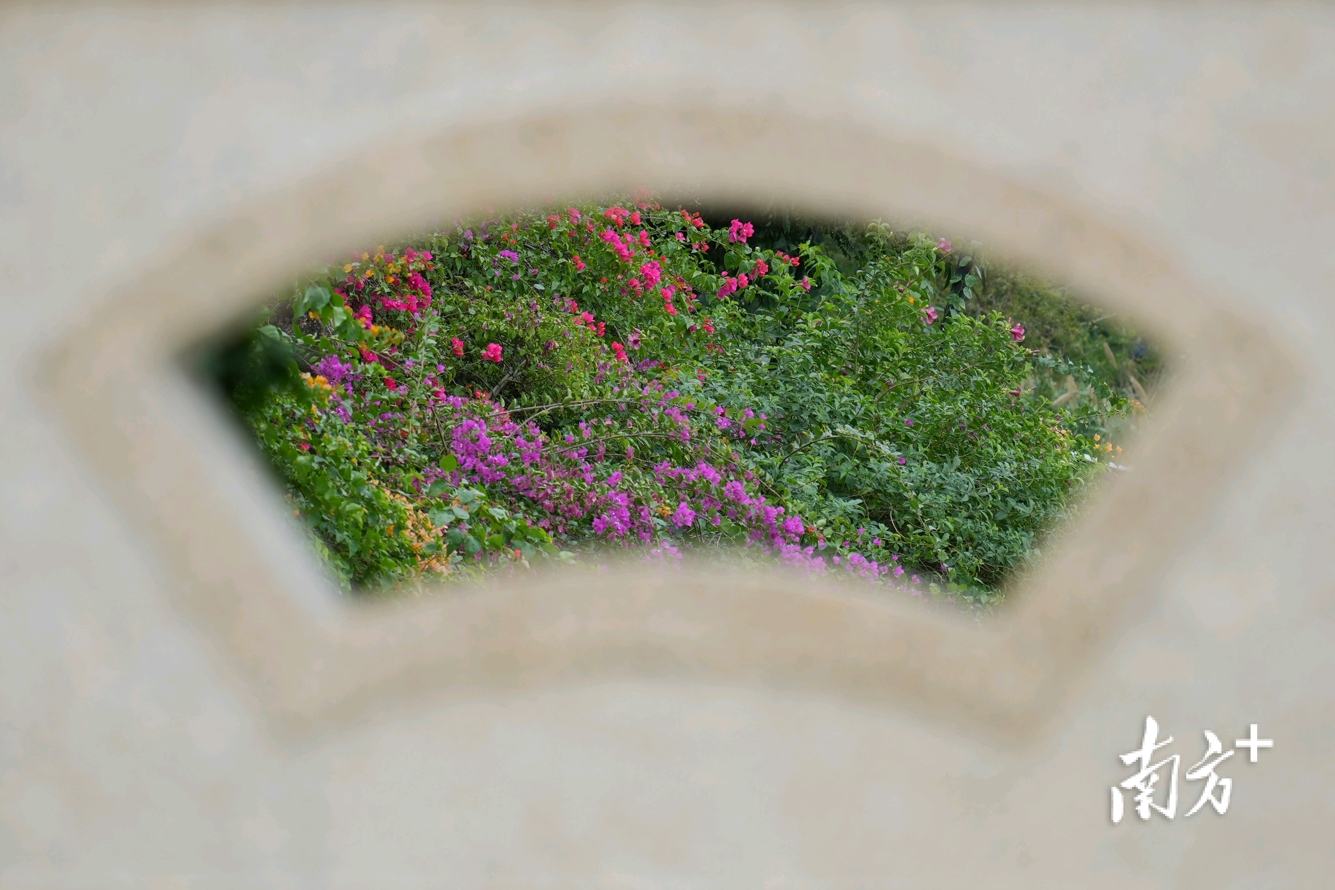 透过珠海中山公园石拱桥护栏的扇形窗，红、紫、黄三色三角梅争相绽放。