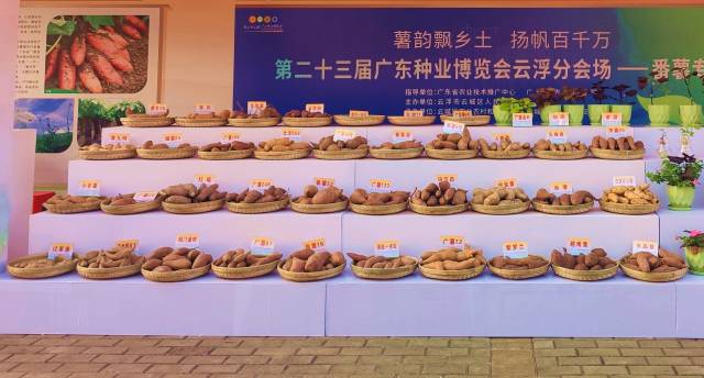云城番薯系列品种。