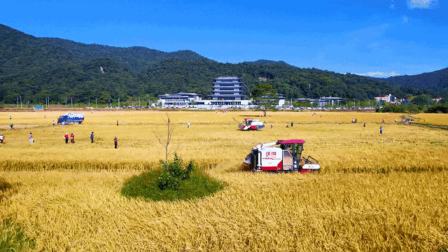 11月18日，國家版本館廣州分館前連片稻田迎來收割時刻，層層疊疊的金色稻浪翻滾著涌向天際，自帶詩情畫意。圖源：廣州從化發布