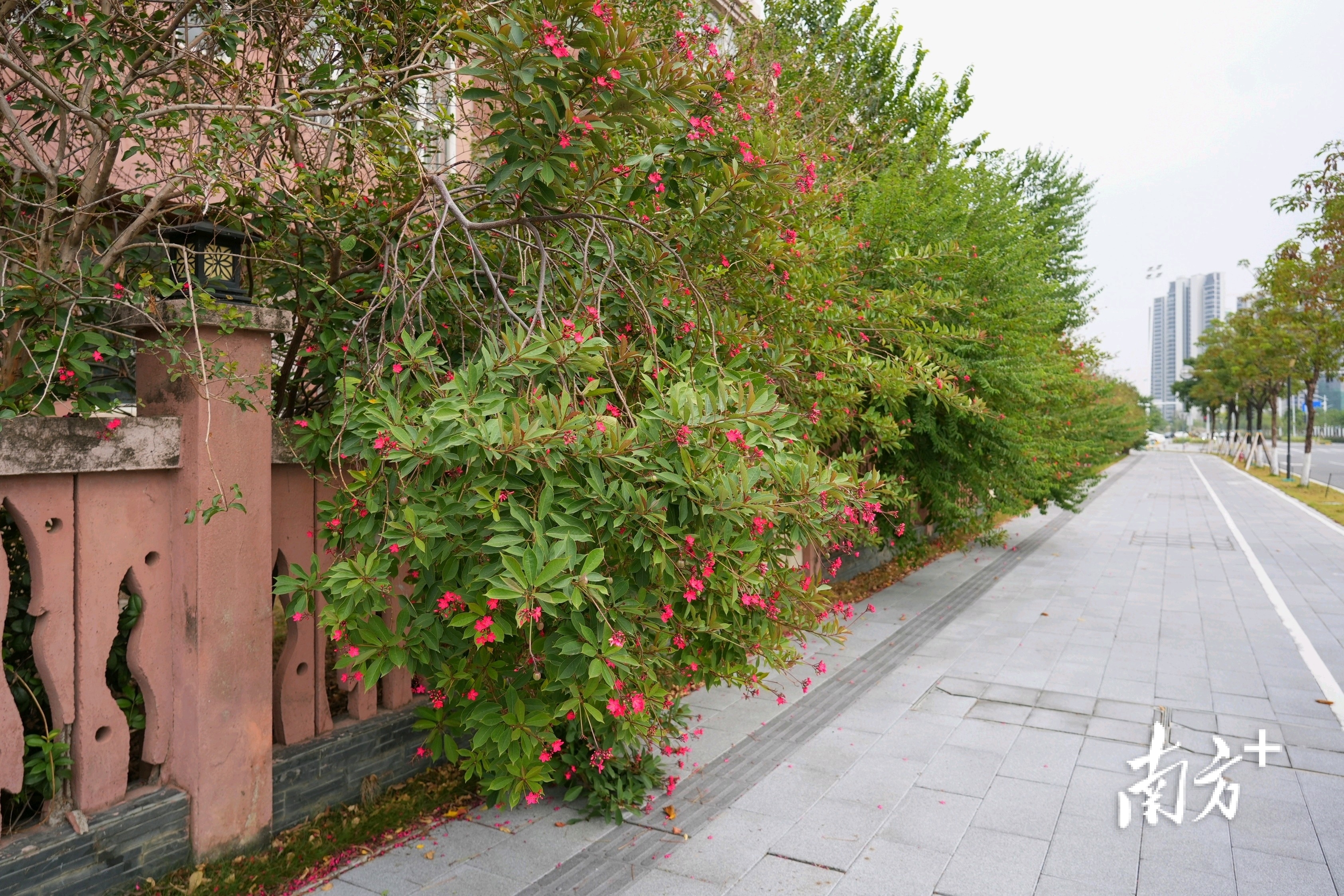 创意路旁小区里的琴叶珊瑚“探出头来”。&nbsp;