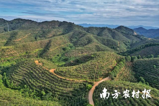 满山的油茶喜迎丰收。