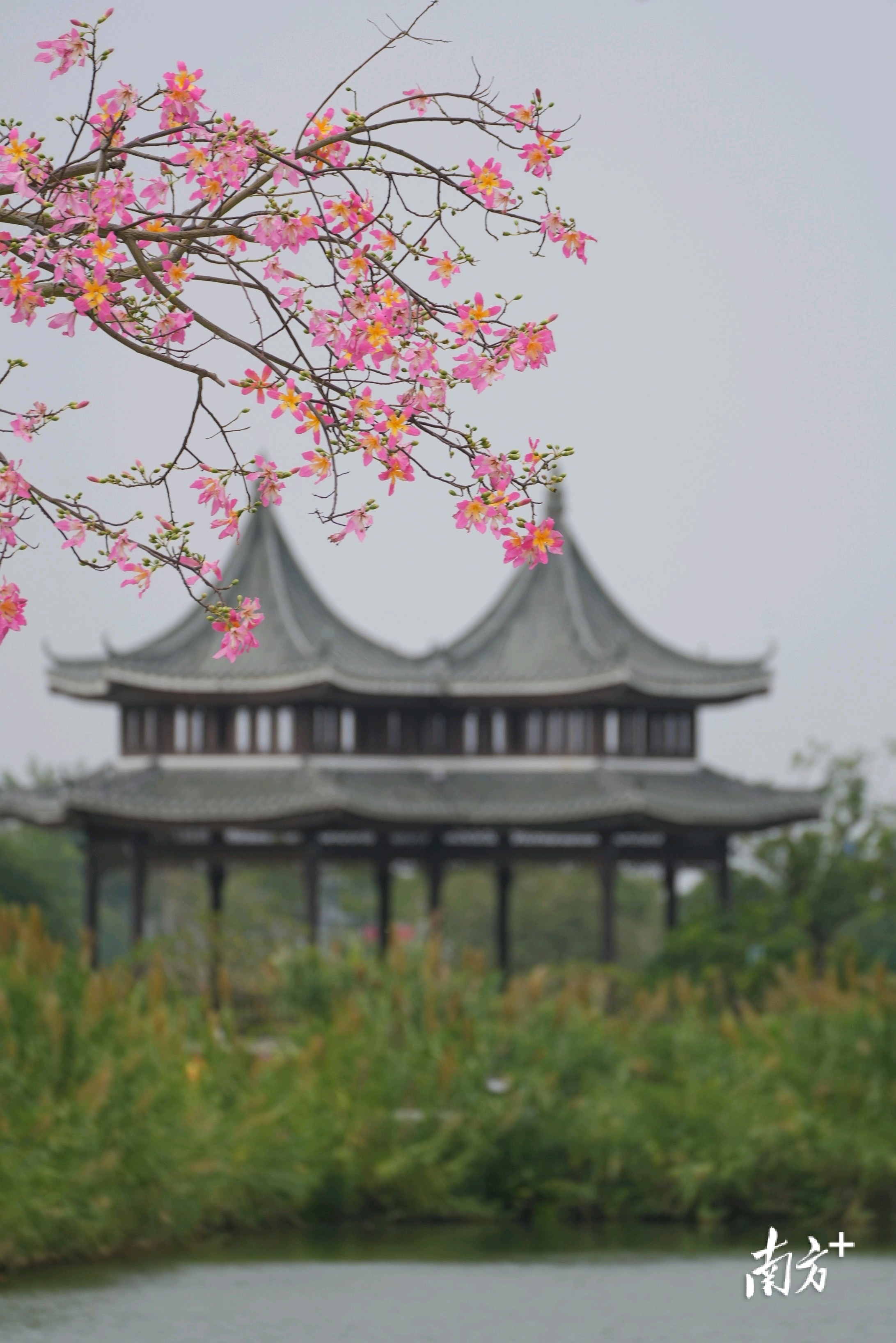 粉色异木棉与两座亭台相映成趣。&nbsp;