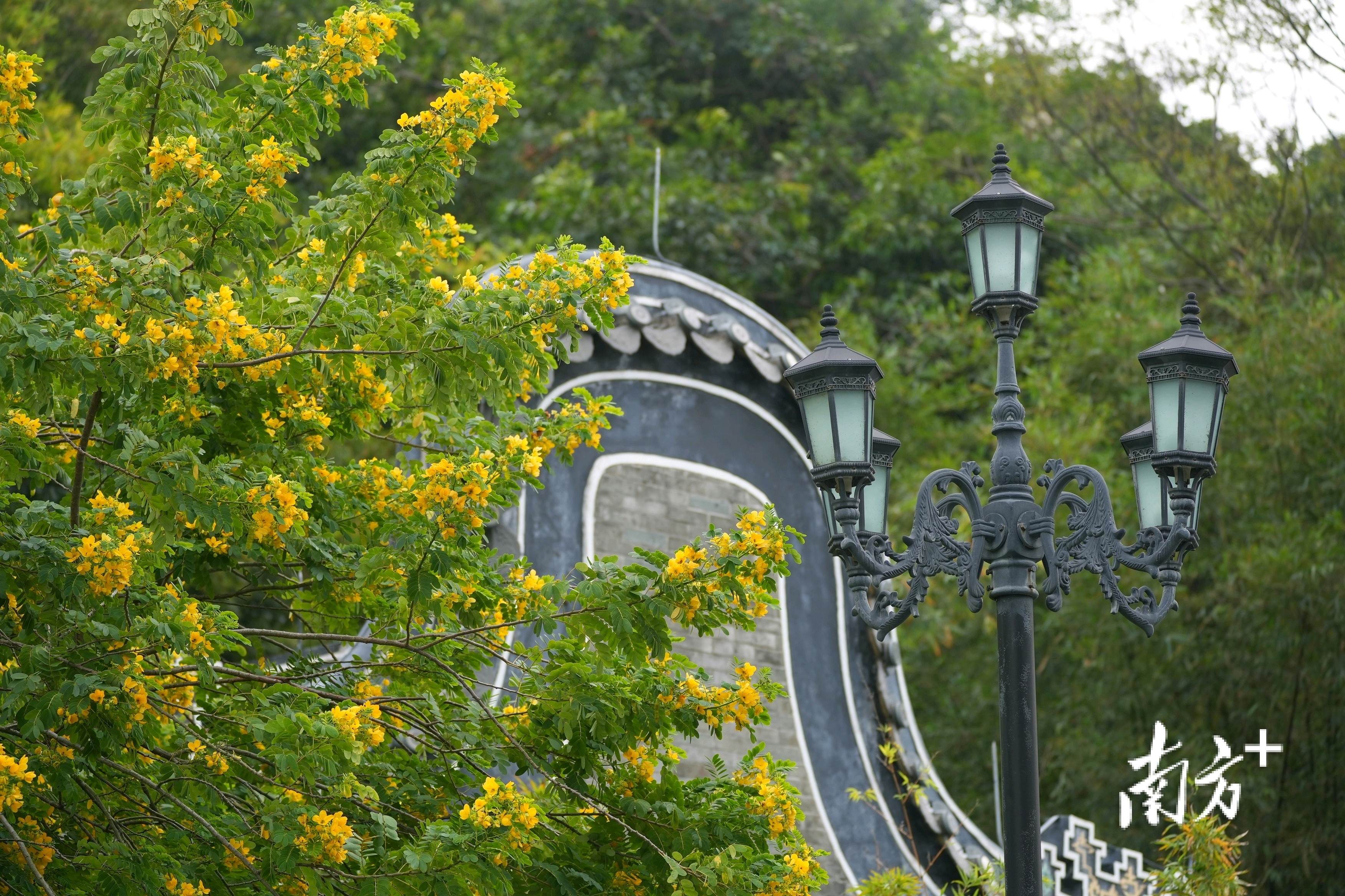 黄槐决明黄花挂满枝头。&nbsp;
