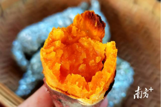 冬藏薯香浓 盛会启新篇！云浮市云城区第八届乡村美食（番薯）旅游季邀您共赴暖冬之约