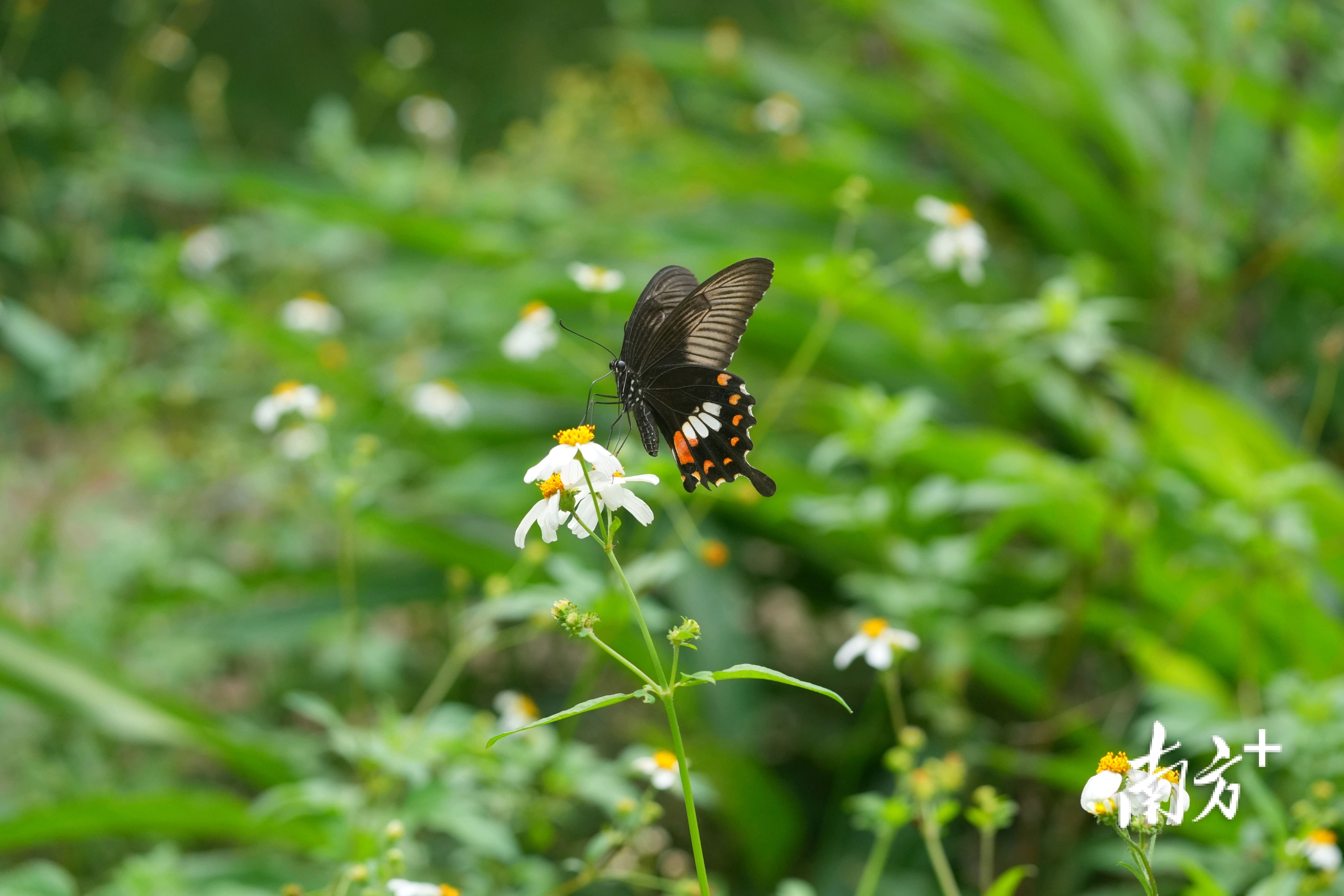 蝴蝶在白花鬼针草上“翩翩起舞”。