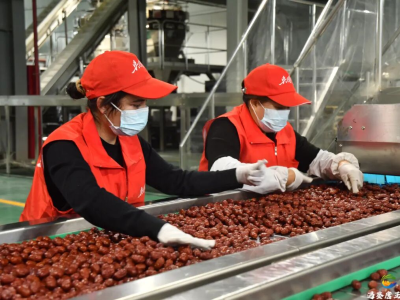 33万亩三师红枣喜迎丰收！“疆品南下”助甜蜜热销