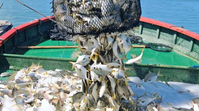 湛江：深远海上有“粮仓”｜南方深读