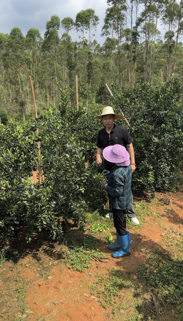 在浦北柑园与柑农交流浦北陈皮的汤景润。