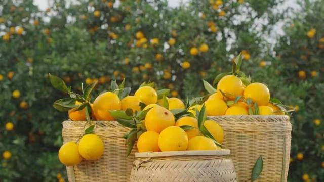 眼下，正是富川脐橙上市季。