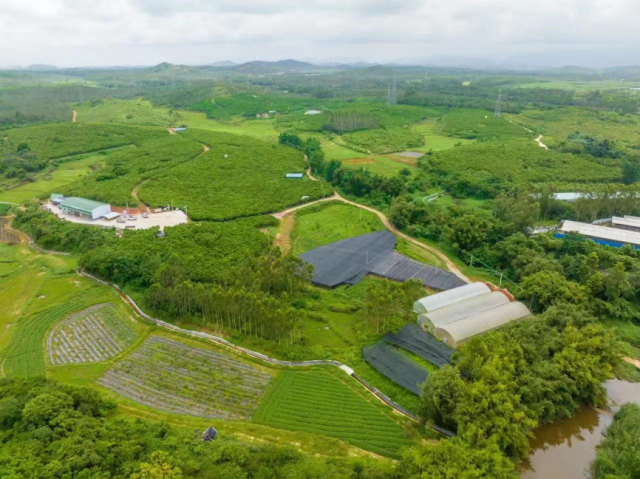 阳江市宝芝堂南药GAP产业化基地