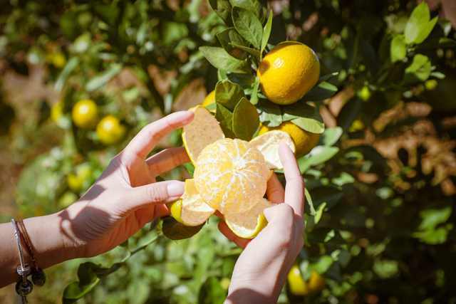 德庆贡柑质优价更优。  南方农村报 吴秒衡 拍摄