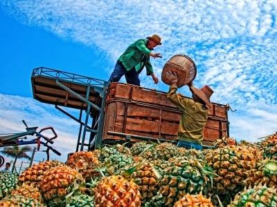 做大“菠萝的海”，这项技术获广东科技成果推广奖