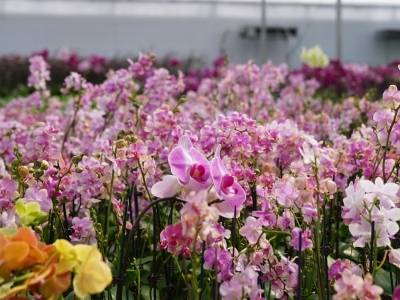 “兰”图大展，揭秘“中国兰花第一县”的致富密码｜粤来粤好百千万