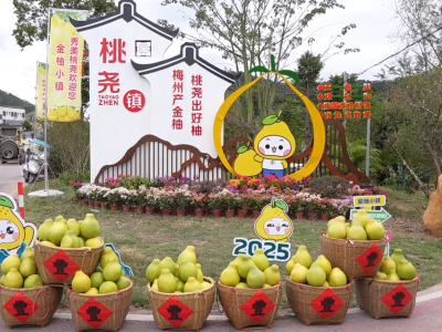 视频丨梅县区柚企：今年金柚品质与收购价实现双提升