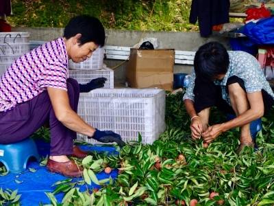 从烂在枝头到全网热销！青年创客扎根乡土破局古竹荔枝甜蜜困境