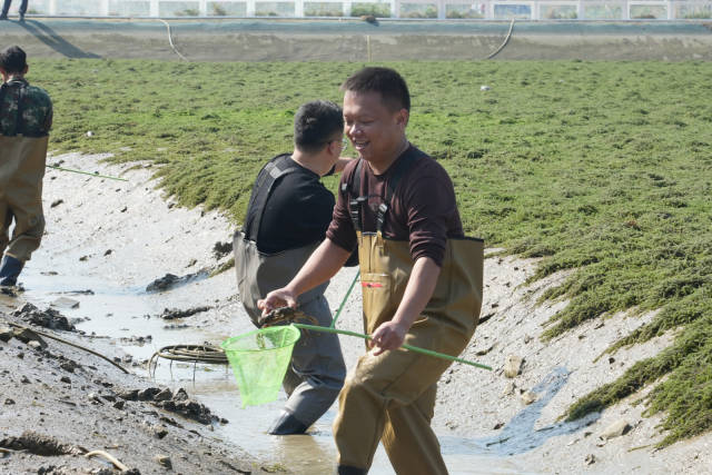 趣味十足的捕蟹竞赛。